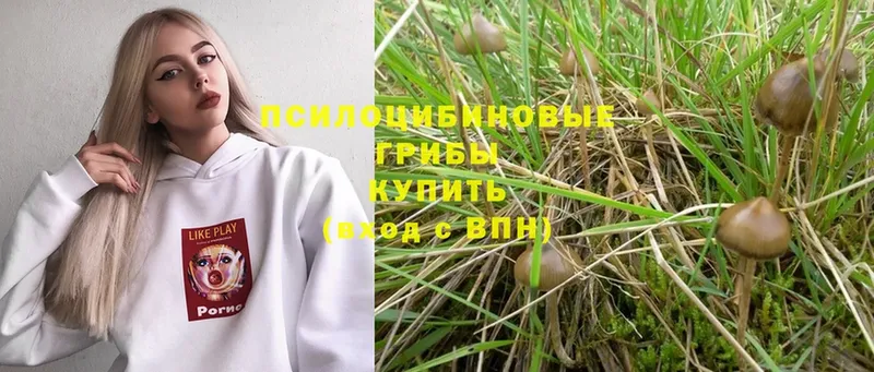 Галлюциногенные грибы Psilocybe  Железногорск 